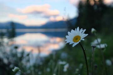 Daisy by peaceful mountain lake with reflections in sunset. Canadian Rockies.  Banff National park. Alberta. Canada