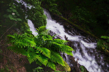 Fern plant lush green by waterfalls in rain forest. Four falls trail in Columbia River Gorge near Portland. Oregon. USA