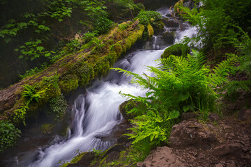Fern plant lush green by waterfalls in rain forest. Four falls trail in Columbia River Gorge near Portland. Oregon. USA