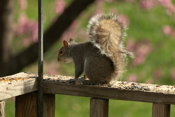 This cute little grey squirrel was sitting here on this wooden railing of the deck when I took this picture. The cute little rodent with his fluffy tail was collecting birdseed for nourishment.