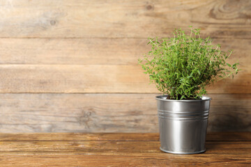 Aromatic potted thyme on wooden table. Space for text