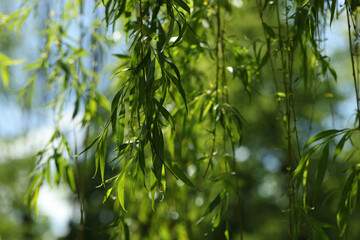 Fototapeta na wymiar Beautiful willow tree with green leaves growing outdoors on sunny day, closeup