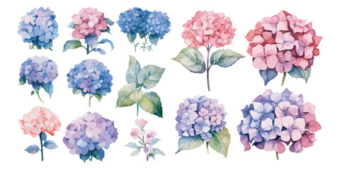 watercolor hydrangea clipart for graphic - obrazy, fototapety, plakaty