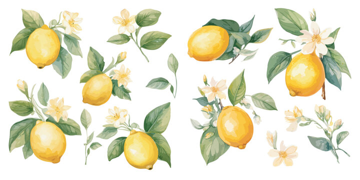 watercolor lemon with flower clipart for graphic resources