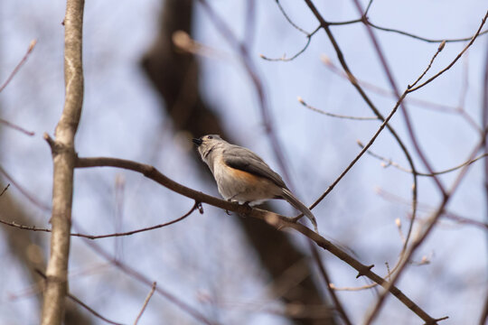 This cute little tufted titmouse was sitting perched on this branch when I took this picture. I love how tiny these birds are and their cute little grey body. They almost appear to have a mohawk.