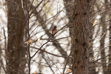 This cute little bluebird sat perched in this tree branch when I took the picture. His beautiful rusty orange belly with white patch stands out from his cute little blue head.