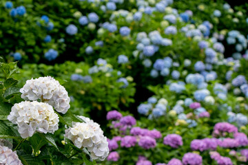 色とりどりの紫陽花