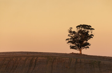 tree at sunset
