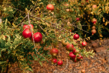 red berries on a tree