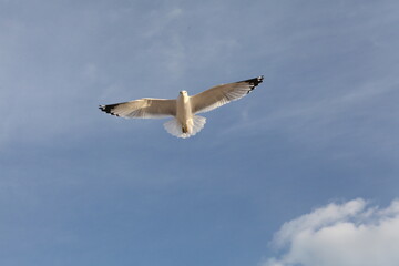 Coney Island seagulls in flight against blue sky, Brooklyn, New York