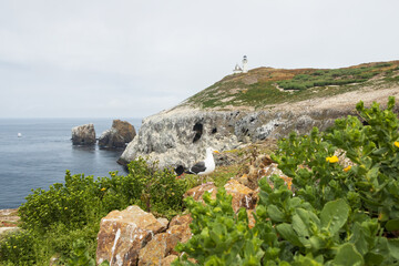 Anacapa Island Light Station and foghorn at Channel Islands National Park, California - obrazy, fototapety, plakaty