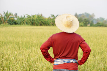 Back view of Asian man farmer  stands at paddy field, wears hat, red shirt, put hands on waist. Concept , Agriculture occupation. Thai Farmer .    