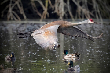 The Sandhill crane (Antigone canadensis) in flight