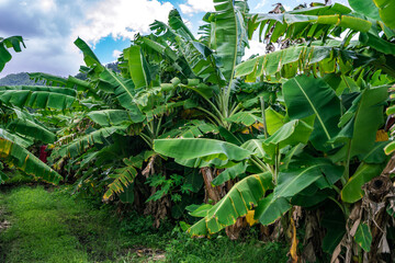 Banana farm in rural Queensland, Australia