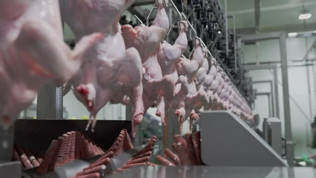 Raw chicken on a conveyor belt line at slaughter factory. Modern line process.
