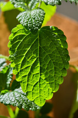 Close-up of a Mentha L. on the bush.