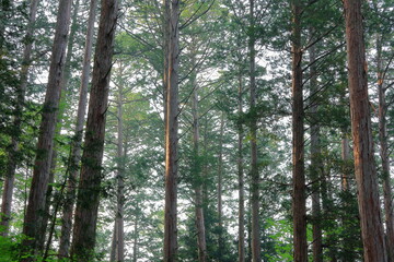 Fototapeta premium cypress trees in the forest