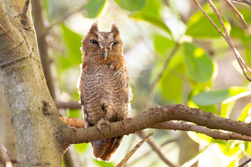 Close-up portrait of an adorable screech owl (Megascops asio) in a tree in Sarasota, Florida