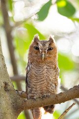 Close-up portrait of an adorable screech owl (Megascops asio) in a tree in Sarasota, Florida