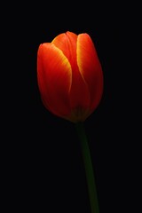 Closeup of an orange and yellow single tulip flower on simple black background