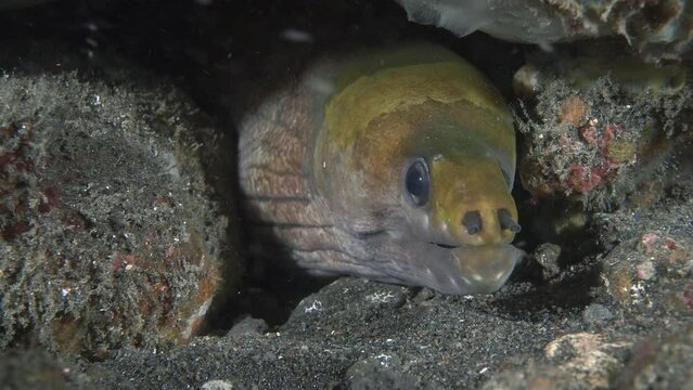 The moray eel hid under a  stone lying on the tropical bottom of the sea.
Banded Moray (Gymnothorax rueppelliae) 80 cm.
ID: yellowish top of head, dark spot at mouth corner.