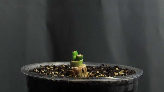 Planted leek is sprouting timelapse