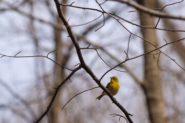 This cute little pine warbler bird was sitting here perched in this tree branch when I took this...