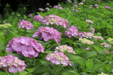 日本の紫陽花