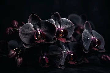 Tuinposter Rare black orchid flowers isolated on dark background. Generative AI © Maverick