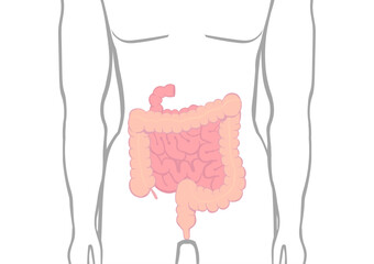 人の大腸と小腸の位置を示すイラスト