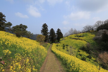 菜の花