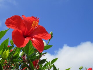 石垣島のハイビスカス
