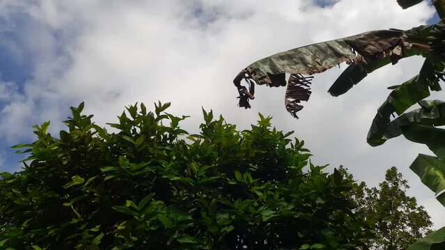 A timelipse of clouds moving behind the leaves of banana and guava trees against a blue sky background.