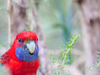 Crimson Rosella On Left