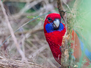 Crimson Rosella Paying Attention