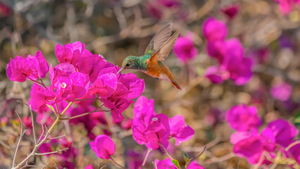 Hummingbird with trillium