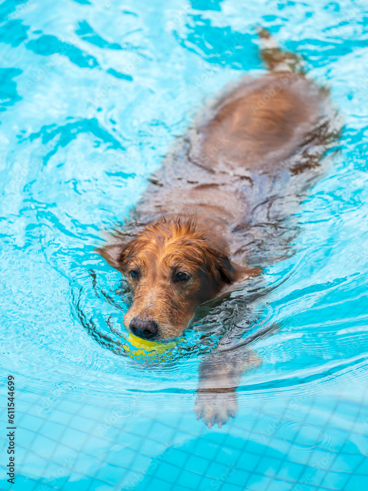 Wall mural The Golden retriever swimming in the pool