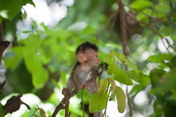 可愛いサル
