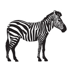 Fototapeta na wymiar A Zebra Vector silhouette black color