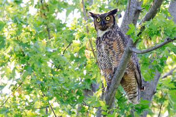 Great-horned Owl perched on a tree branch in the forest, Quebec, Canada