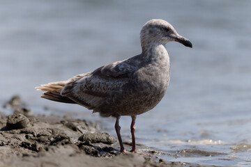 Seagull standing at the water's edge on a beach in Westport, Washington.