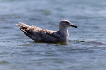 Seagull on the water in Westport, Washington.