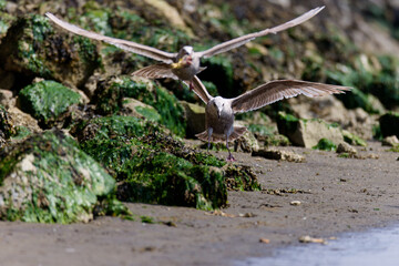 Seagulls with wings outstretched on the beach at Westport, Washington.