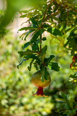 Unripe pomegranate fruit among the foliage close-up. Israel