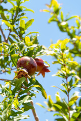 Unripe pomegranate fruit among the foliage close-up. Israel