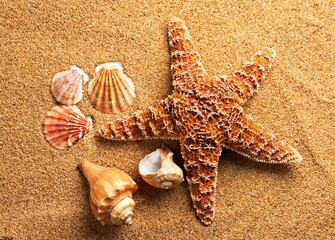 Fototapeta na wymiar starfish and shells on the beach