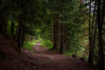 A pathway leads through a forest beside a river at Egan Chutes Provincial Park, Ontario.