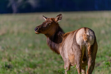 Naklejka na ściany i meble Elk Female Close Up