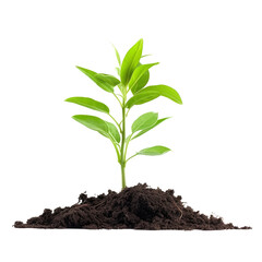 young plant isolated on transparent background cutout