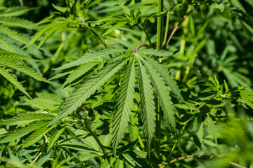 various pictures of Marijuana plants